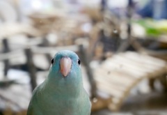 真正面