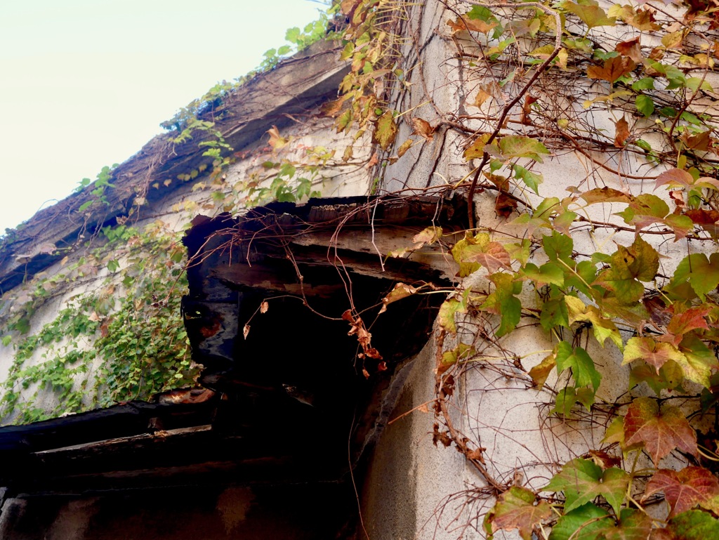 ご近所シリーズ　蔦