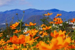 六甲山と甲山とキバナコスモスと