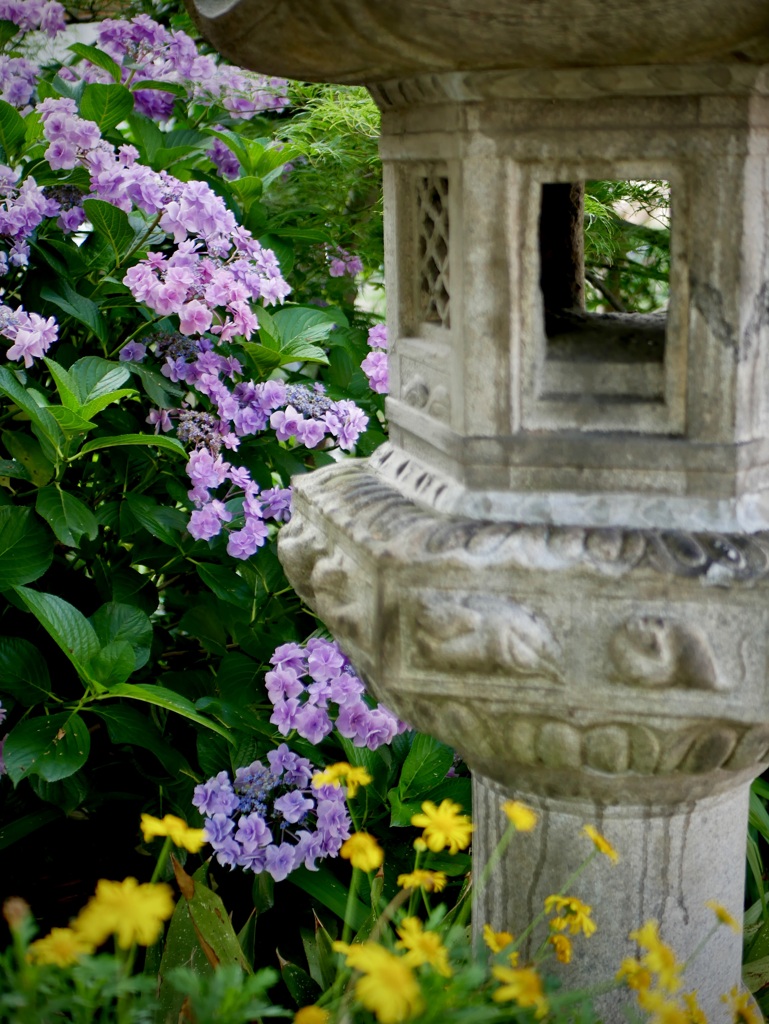 紫陽花