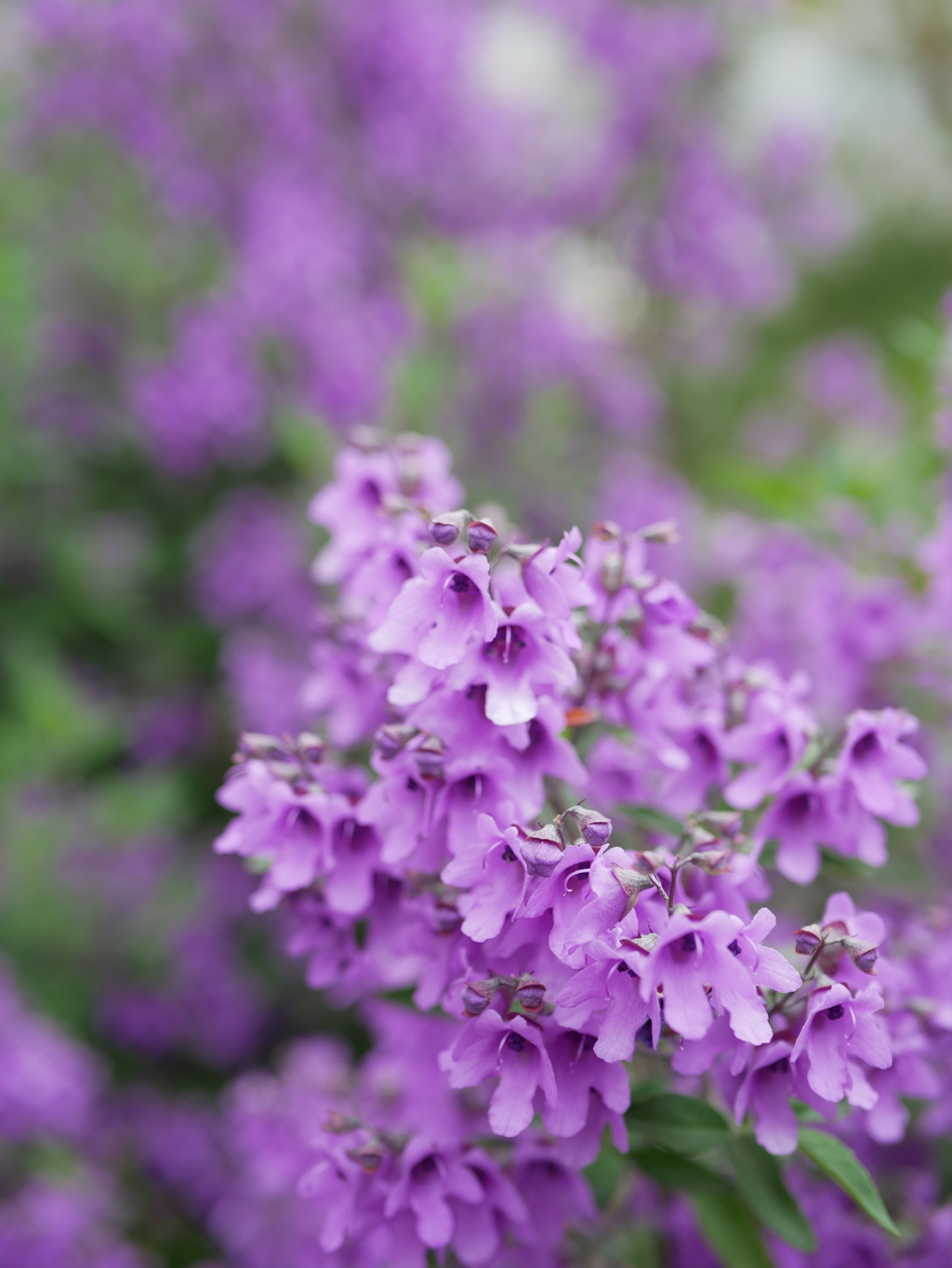 小さな花