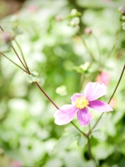 雨上がりの寺町にて・・６