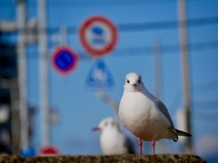 尼崎築地のユリカモメ