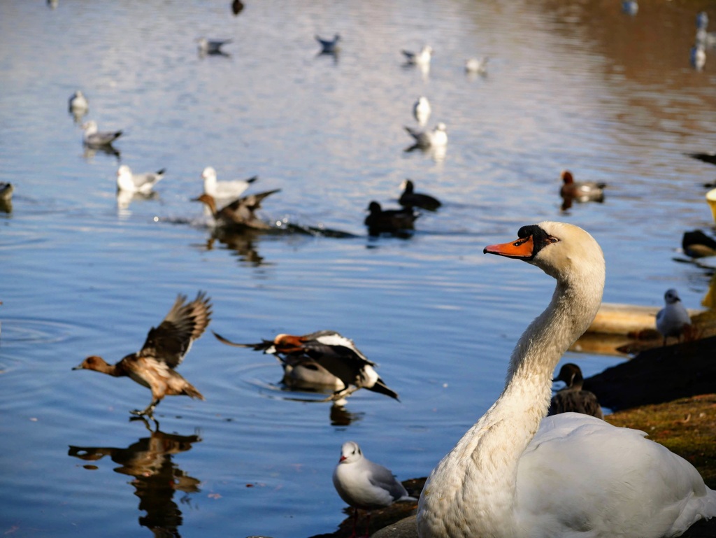 水鳥たちの楽園