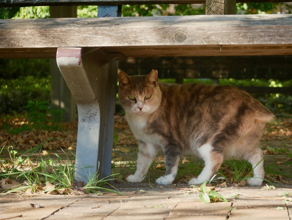 ひさしぶり〜ニャァ