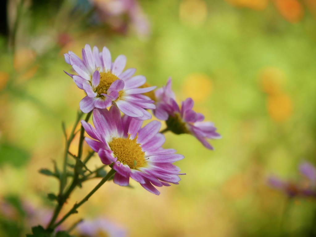 寒さに耐えて、まだ咲いてます３