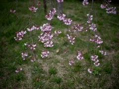 枝垂れ桜