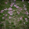 枝垂れ桜