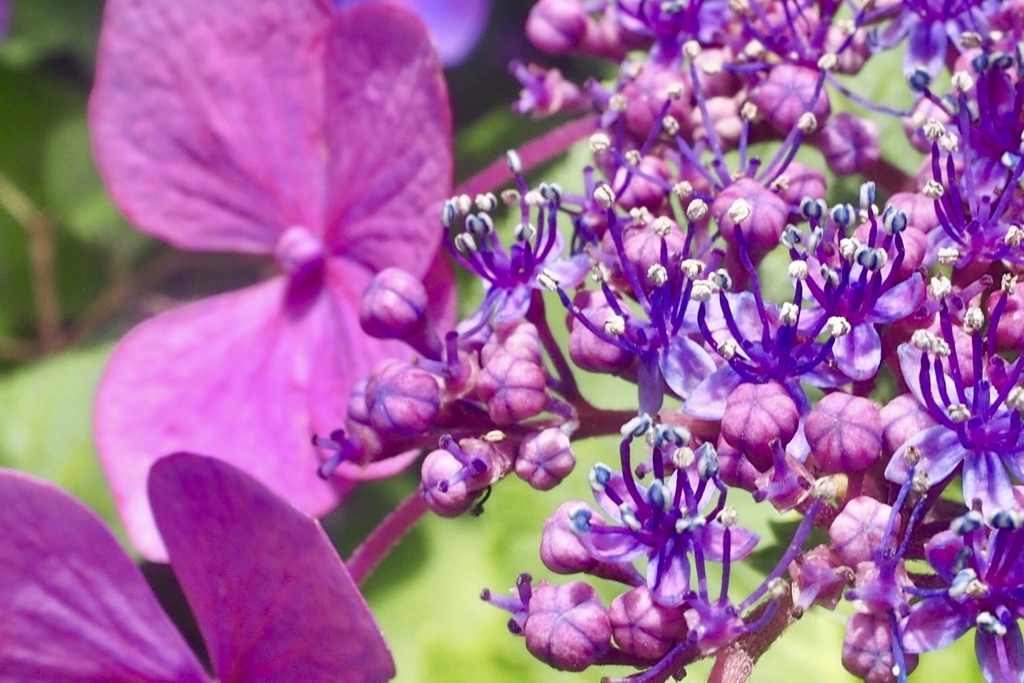 本当のお花は、、