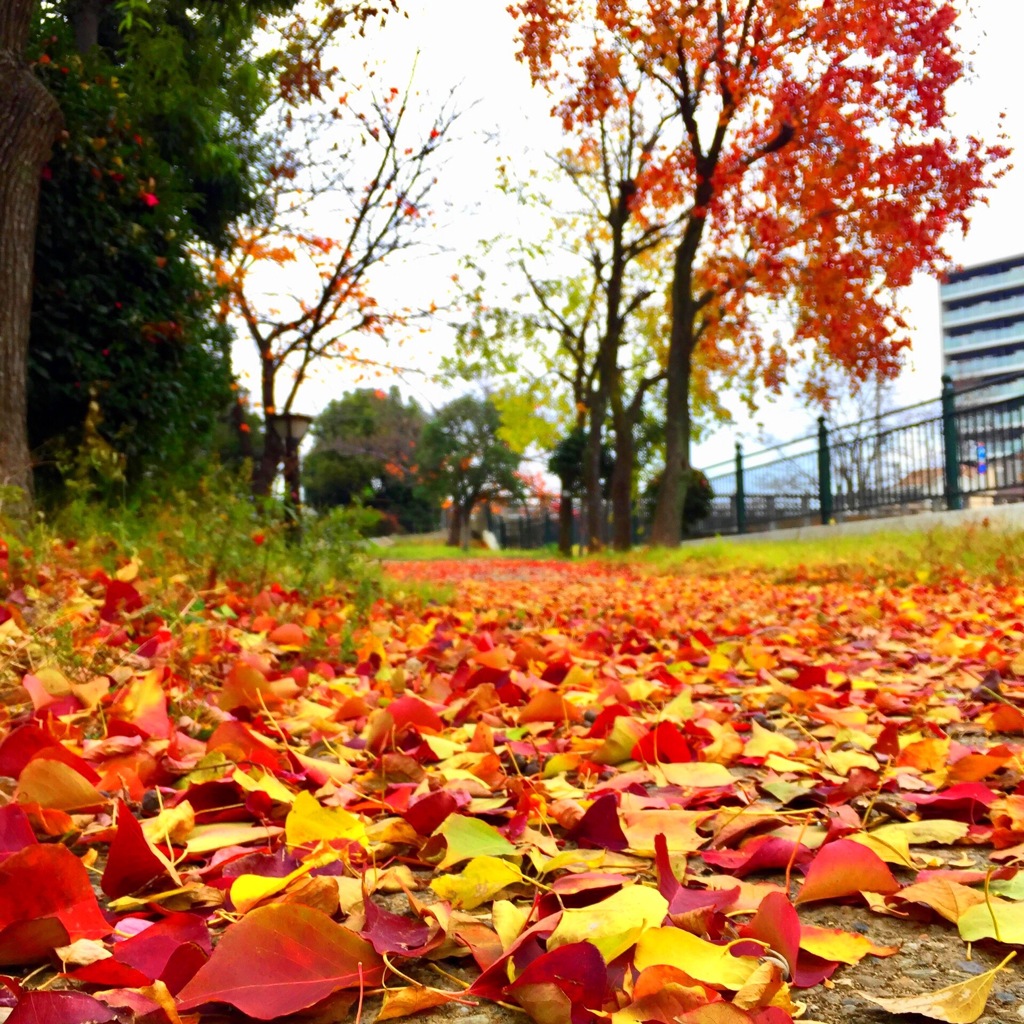 落ち葉の散歩道