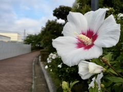 夏の花