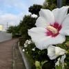 夏の花