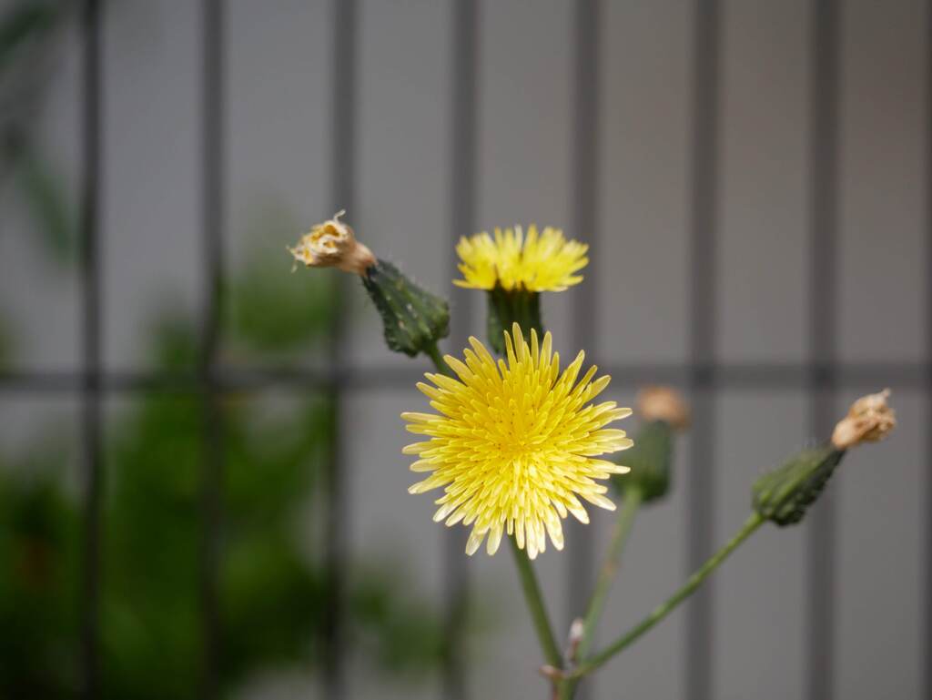 檻の前の花二輪