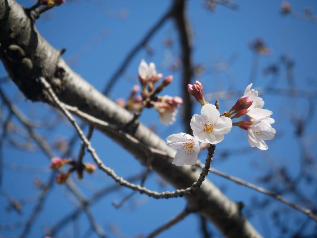 散歩道の桜が咲きました