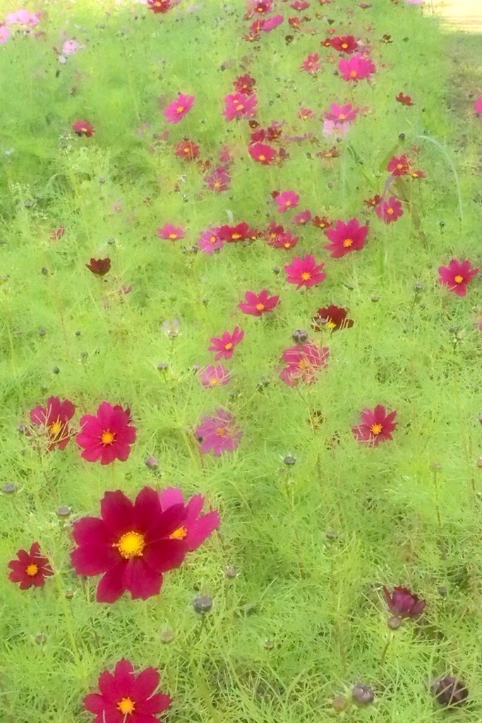 武庫川のコスモス５