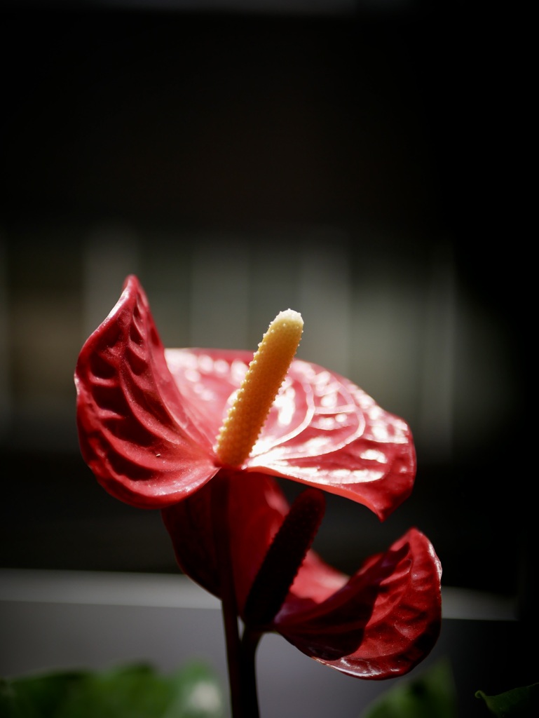 アンスリューム