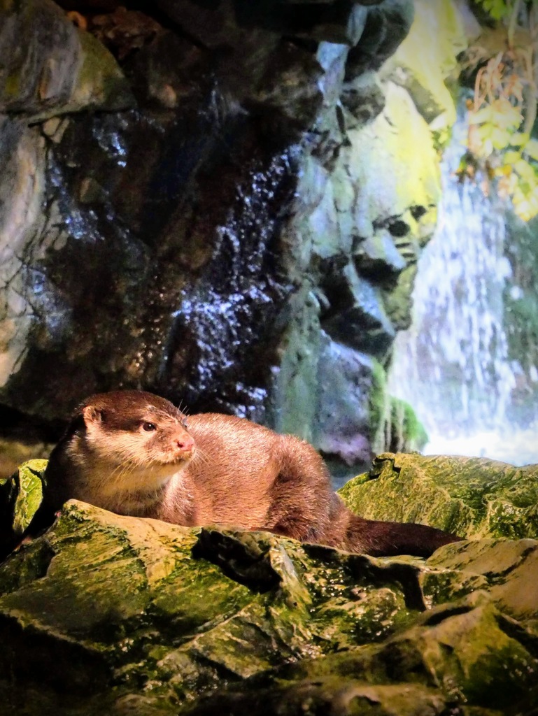 水族館のカワウソくん