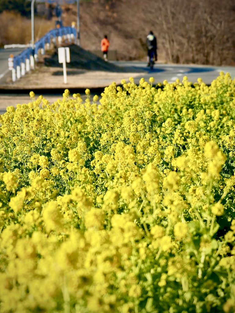 武庫川の菜の花３