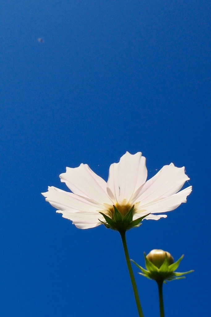 武庫川のコスモス７