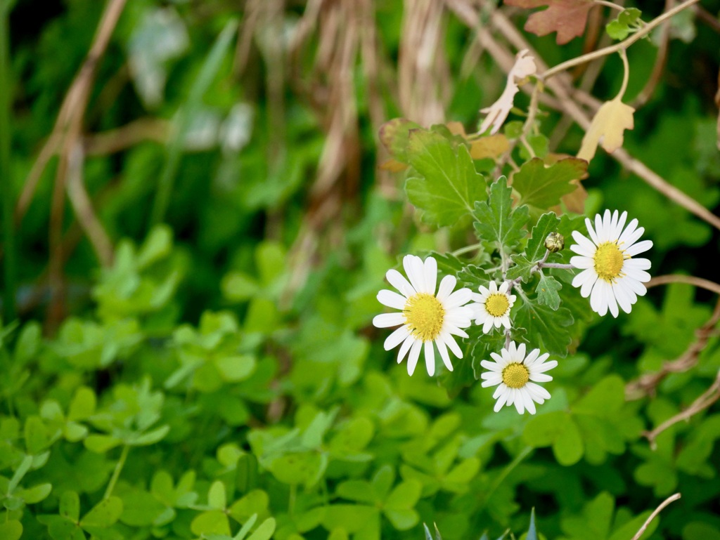 春が来たような日