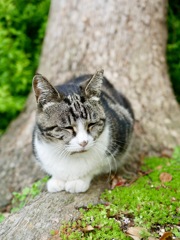 眠た〜い　ノラちゃん