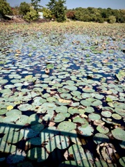 服部緑地公園の蓮池