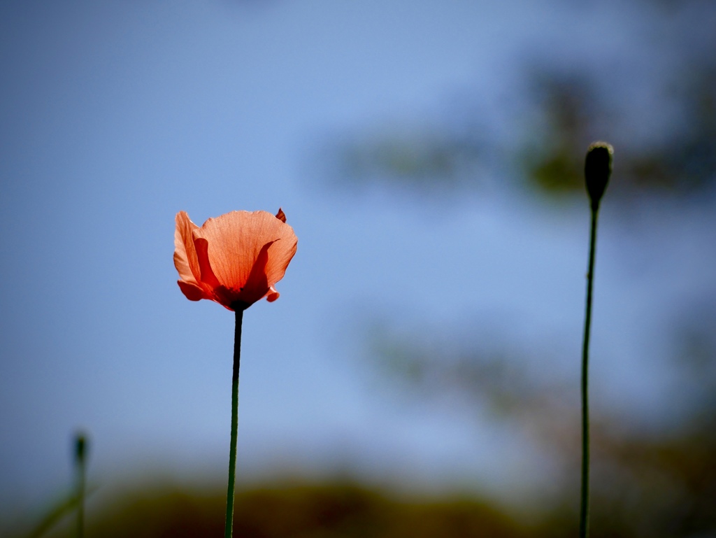 ナガミヒナゲシ