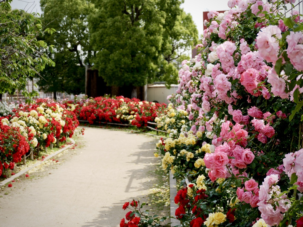Rose road