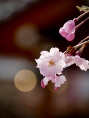 八重