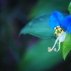 Dayflower