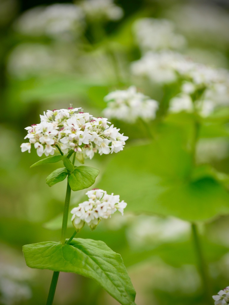 長居植物園にて６