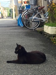 尼崎 猫のいる風景2