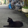 尼崎 猫のいる風景2