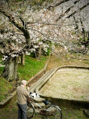 桜の下で、ひと休み