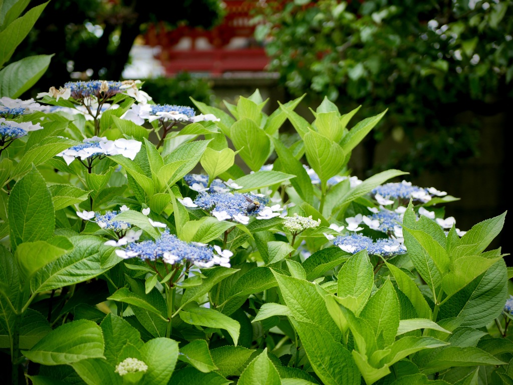 寺町　6月　３