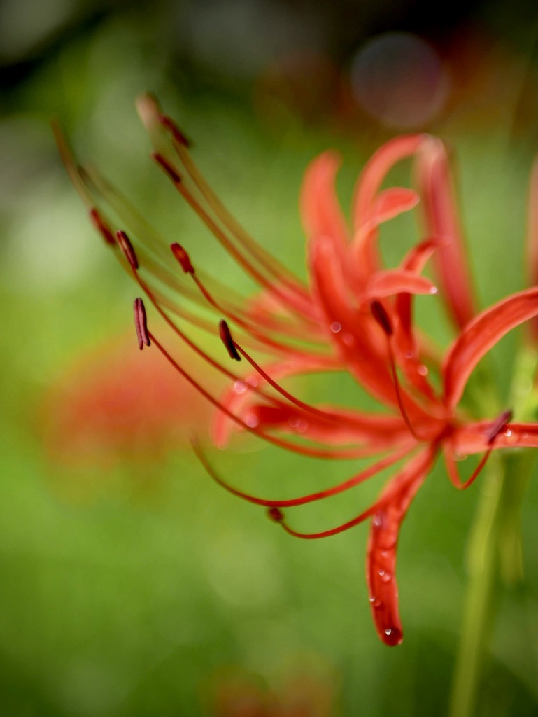 雨上がりの寺町にて・・７
