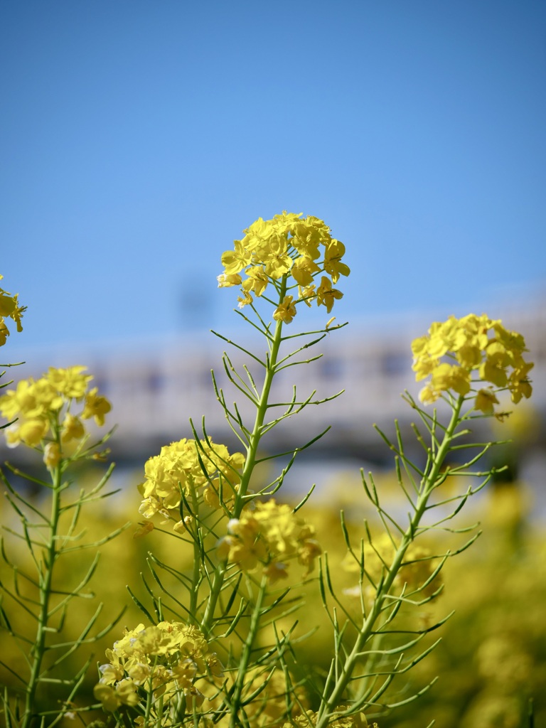 菜の花
