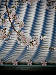 桜井神社の桜