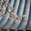 桜井神社の桜