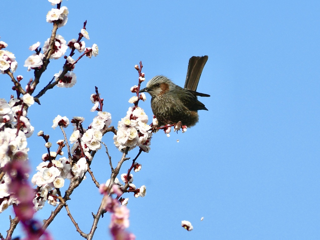 梅の花を落とさないで