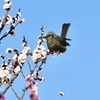 梅の花を落とさないで