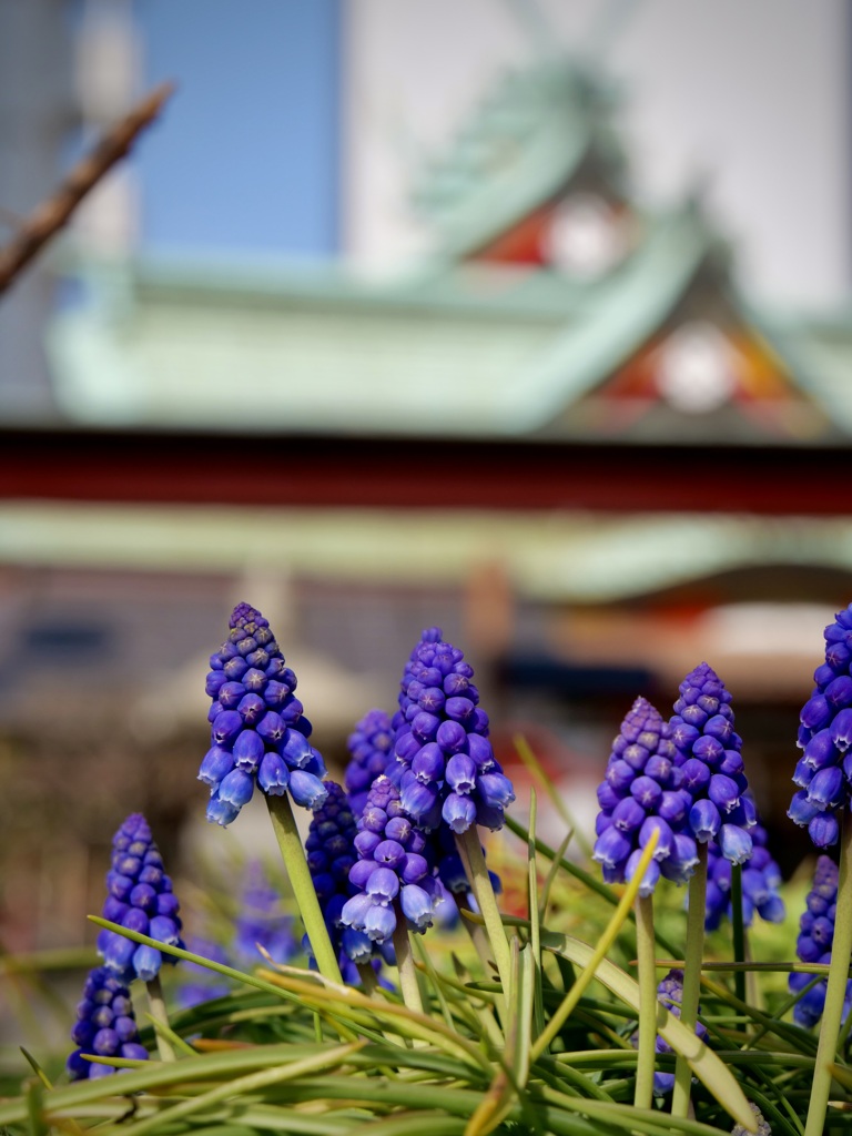 ムスカリと神社