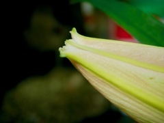 百合２