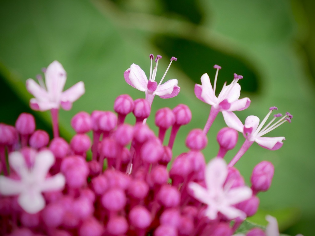 ピンクの紫陽花