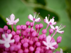 ピンクの紫陽花