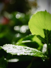 雨上がりgreen