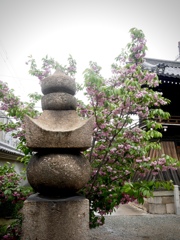 雨上がりの寺町６