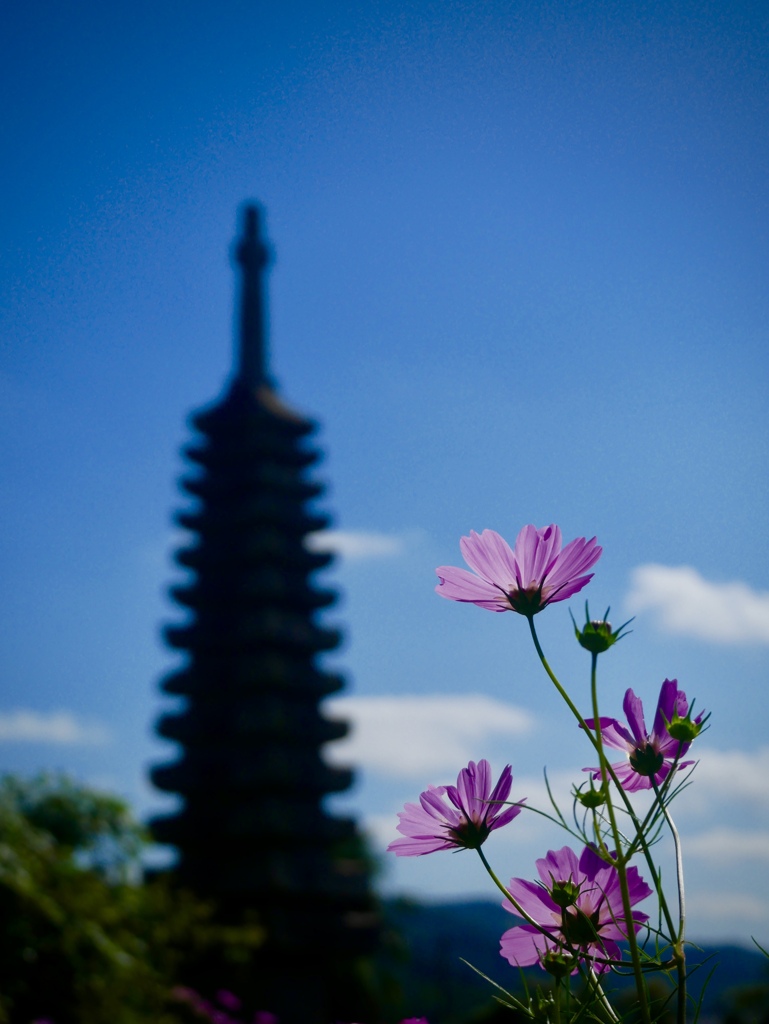 コスモスと十三重石塔