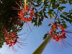 彼岸花３
