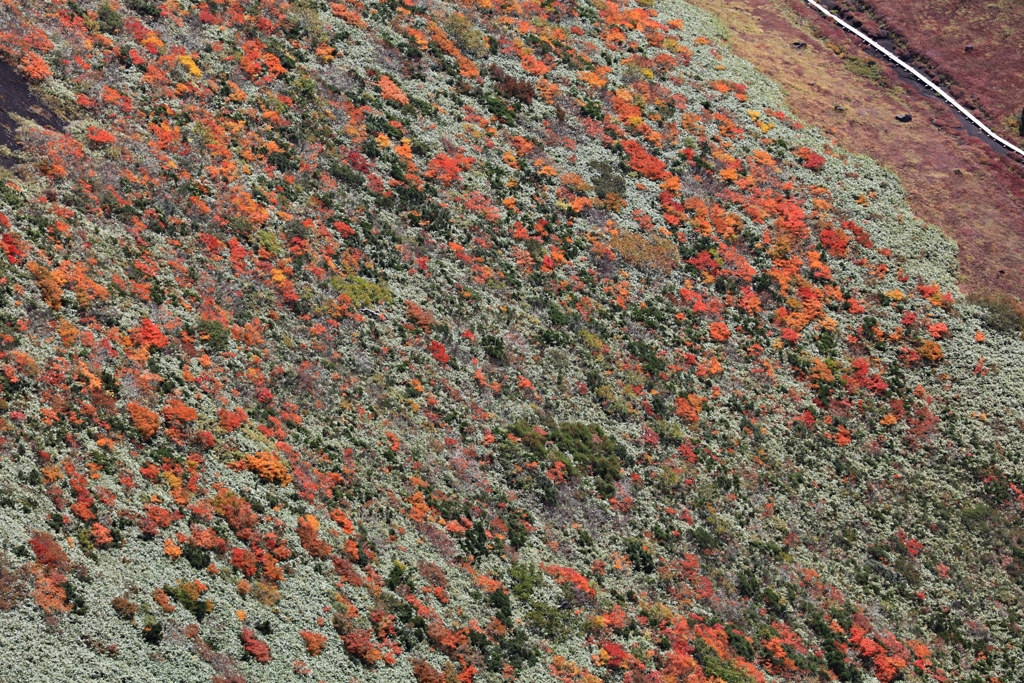 秋田駒ケ岳　木道